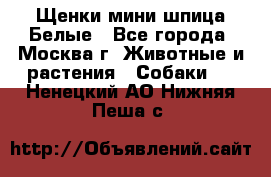 Щенки мини шпица Белые - Все города, Москва г. Животные и растения » Собаки   . Ненецкий АО,Нижняя Пеша с.